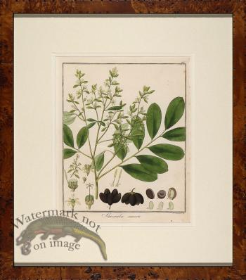 Hayne's Botanical in Burl 06